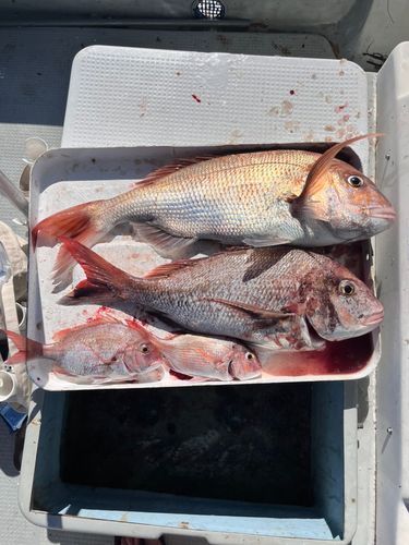 タイの釣果