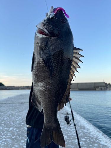 タイの釣果