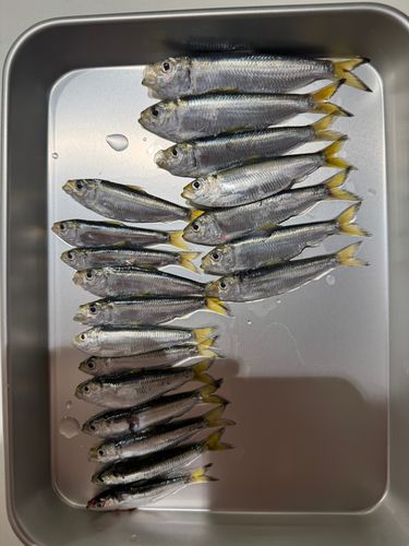 サッパの釣果
