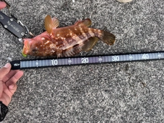ハタの釣果