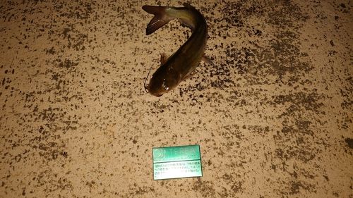 アメリカナマズの釣果