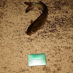 アメリカナマズ