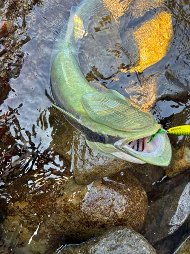 コバンザメの釣果