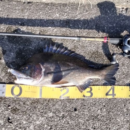 クロダイの釣果