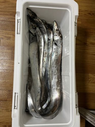 タチウオの釣果