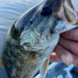 スモールマウスバス