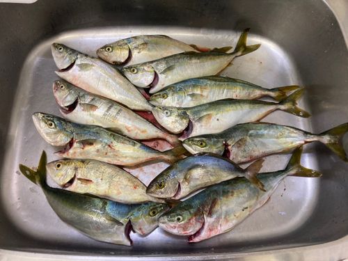 イナダの釣果