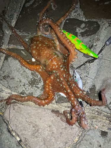 タコの釣果