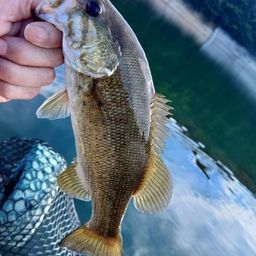 スモールマウスバス