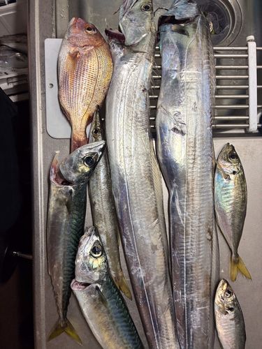 タチウオの釣果