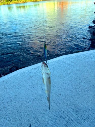 釣果