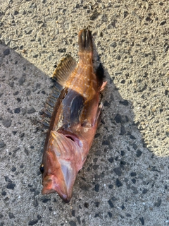 キジハタの釣果