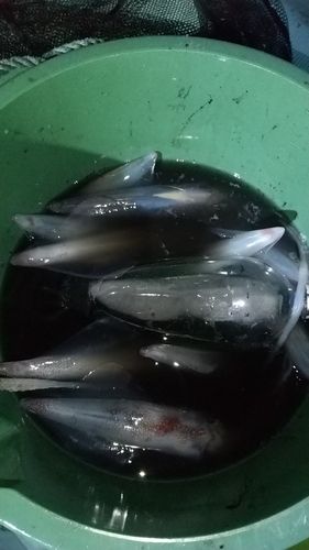 イカの釣果