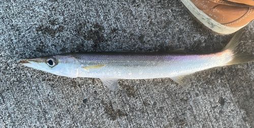 カマスの釣果