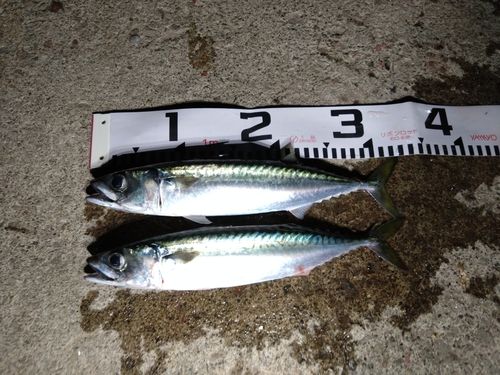 サバの釣果