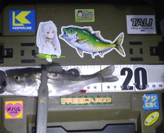 シーバスの釣果