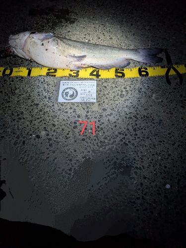 アメリカナマズの釣果