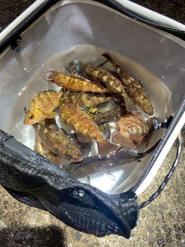 シロメバルの釣果