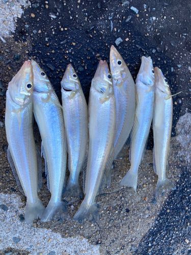 キスの釣果