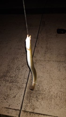 ウナギの釣果