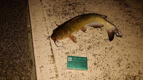 アメリカナマズの釣果