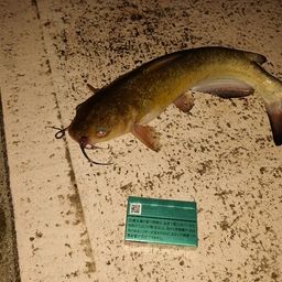 アメリカナマズ