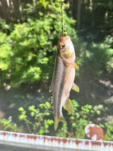 カワムツの釣果