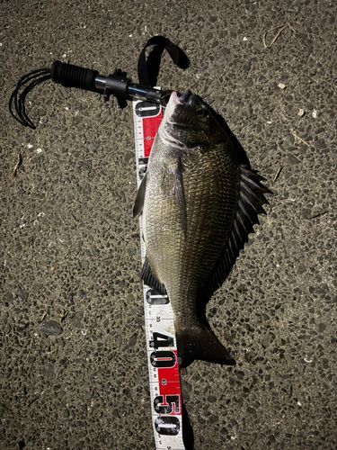 チヌの釣果