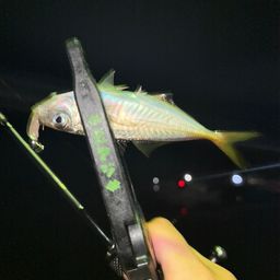 アジ