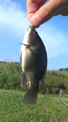 ナイルティラピアの釣果