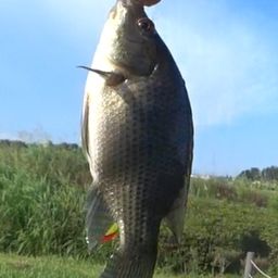 ナイルティラピア