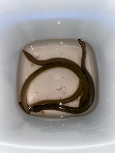 ウナギの釣果