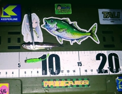 カタクチイワシの釣果