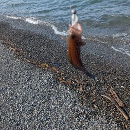 オオモンハタ