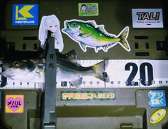 シーバスの釣果