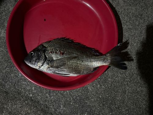 チヌの釣果