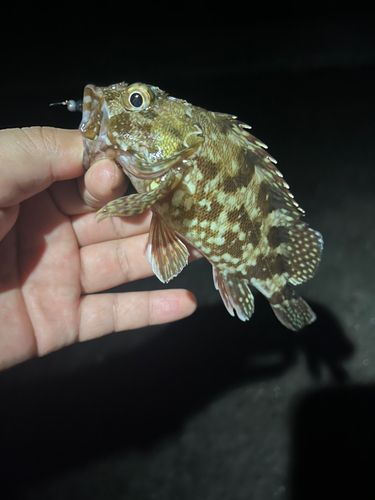カサゴの釣果