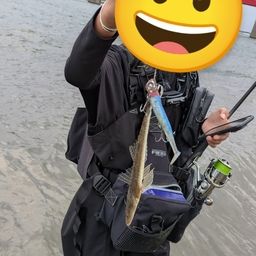 マゴチ