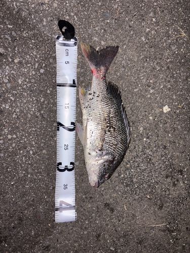 キビレの釣果