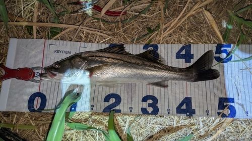 シーバスの釣果