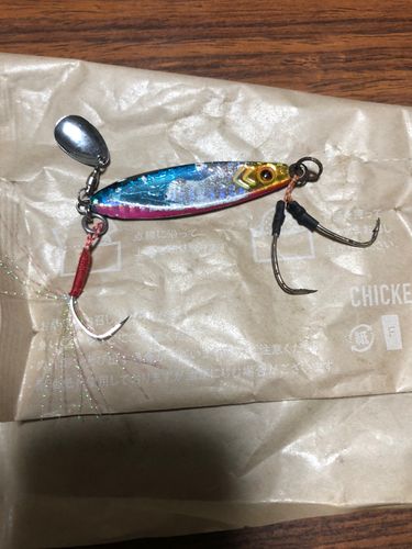 サメの釣果