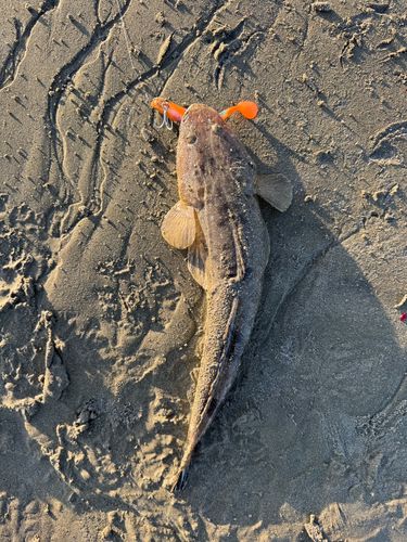 マゴチの釣果