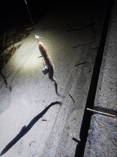 マアナゴの釣果