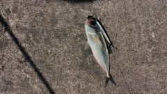 メアジの釣果