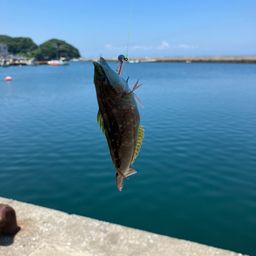 カサゴ