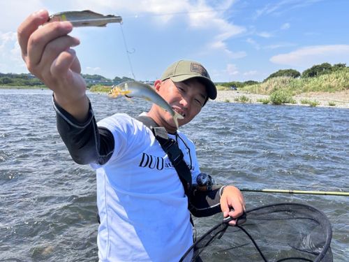 アユの釣果