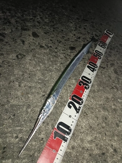 ダツの釣果