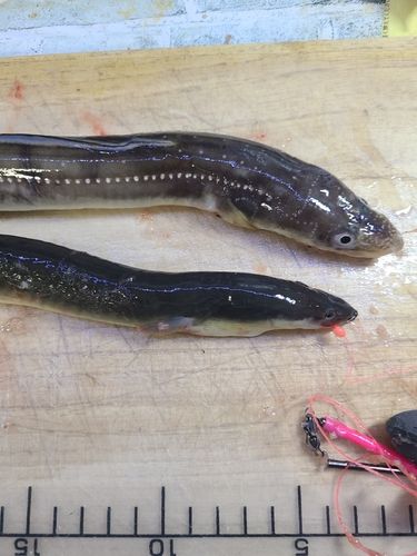 ニホンウナギの釣果