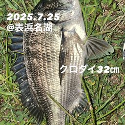 クロダイ