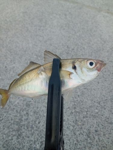 マアジの釣果